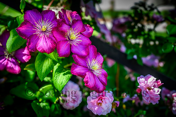 Clematis in Summer