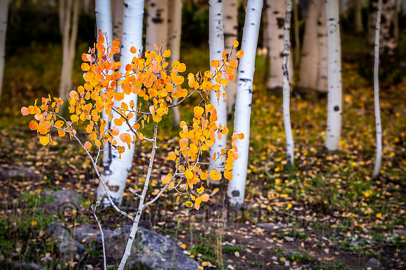 OCTOBER