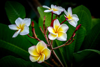 Palm Springs Plumeria