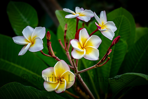 Palm Springs Plumeria