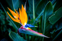 Bird of Paradise
