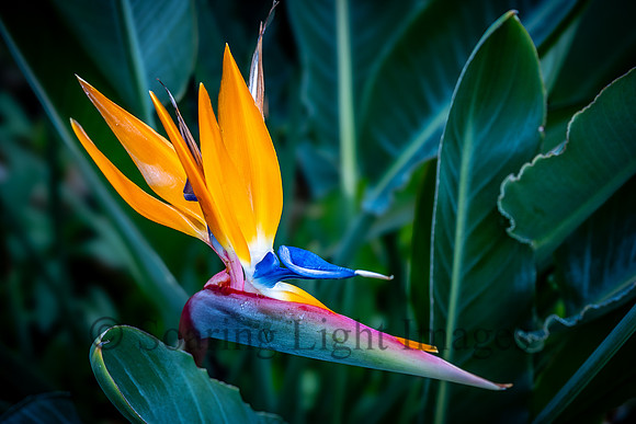 Bird of Paradise