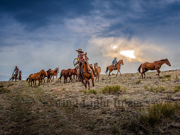 Ranch Herd at Dawn's Light II