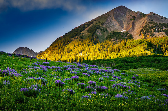 Summer Wildflowers near Crested Butte, Colorado