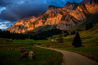 Swiss Mountain Meadow with Cows at Sunset