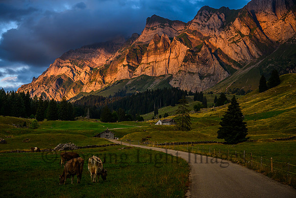 Swiss Mountain Meadow with Cows at Sunset