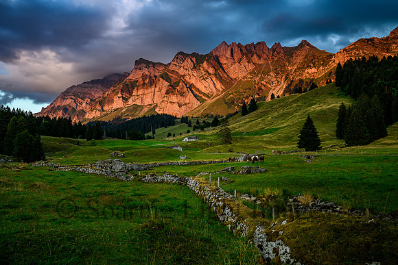 Swiss Mountain Meadow with Cows at Sunset II