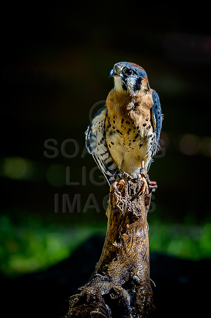 Soaring Light Images | Birds Of A Feather