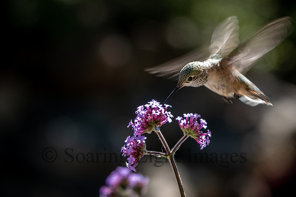 Humming the Flower