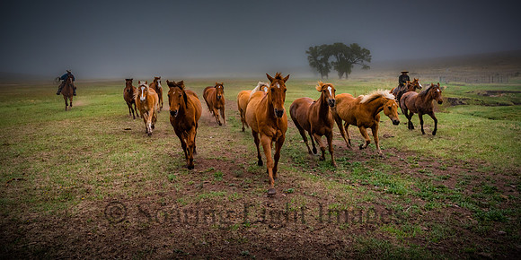 Herding Across the Pasture