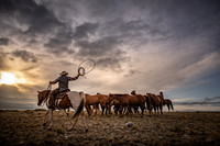 Ranch Herd at Dawn's Light