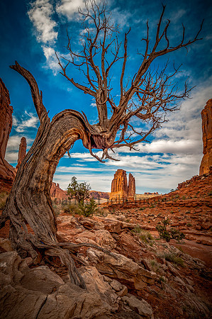 Moab Tree View