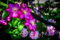 Clematis in Summer